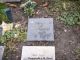 Wilhelmia plantinga-poot 1917.jpg Wilhelmia plantinga-poot 1917.jpg